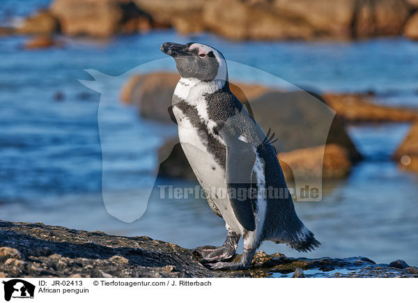 Brillenpinguin / African penguin / JR-02413
