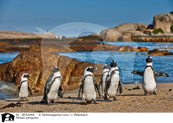 Brillenpinguine / African penguins / JR-02448