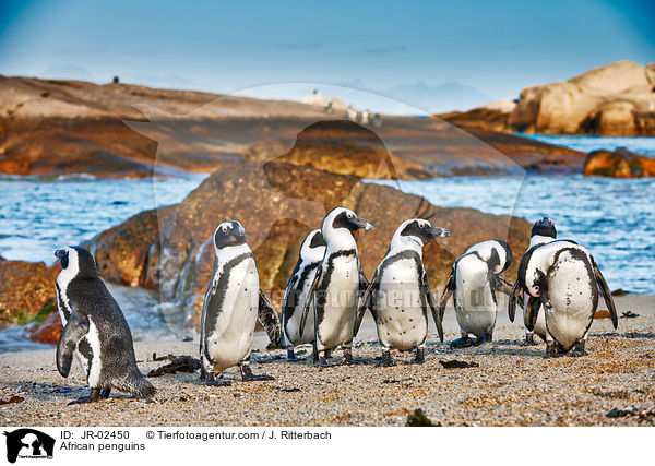 Brillenpinguine / African penguins / JR-02450
