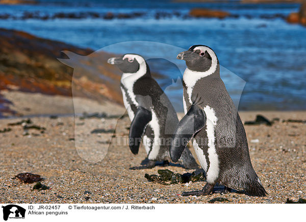 Brillenpinguine / African penguins / JR-02457