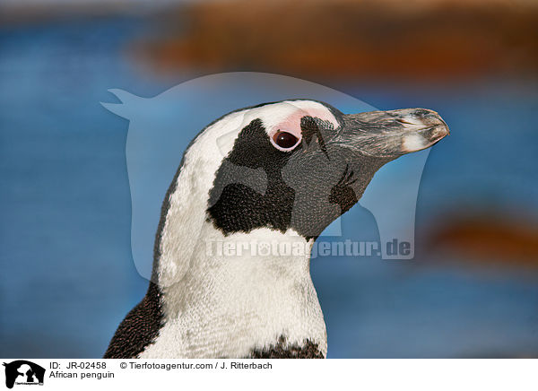 Brillenpinguin / African penguin / JR-02458
