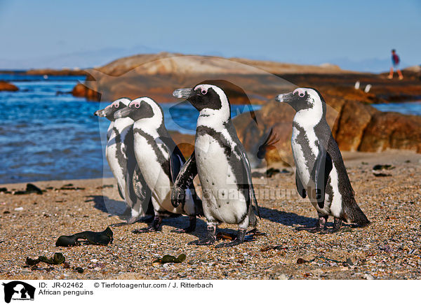 Brillenpinguine / African penguins / JR-02462