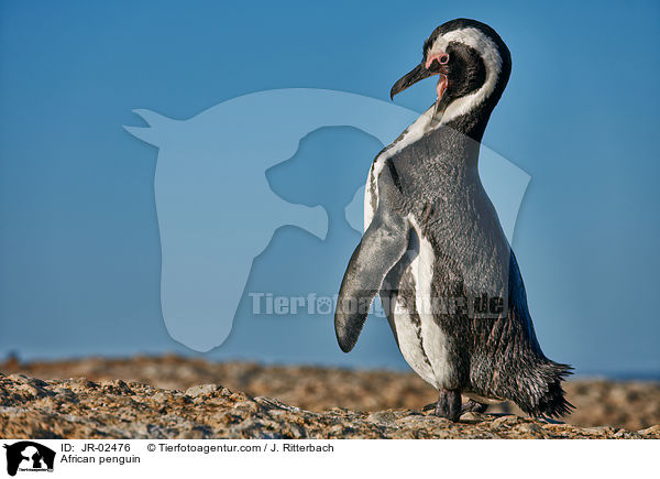Brillenpinguin / African penguin / JR-02476
