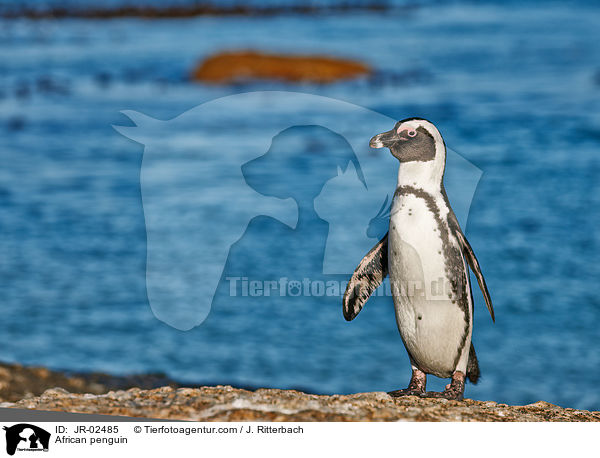 Brillenpinguin / African penguin / JR-02485