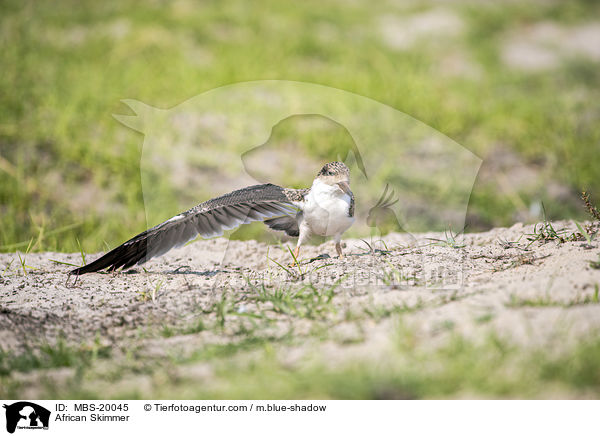 African Skimmer / MBS-20045