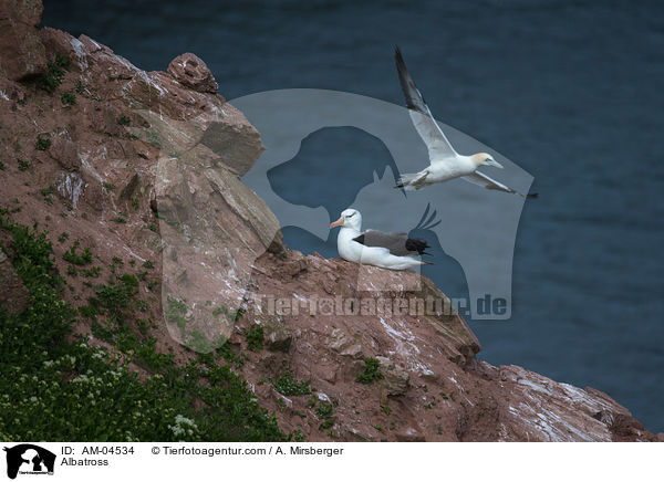 Albatross / AM-04534