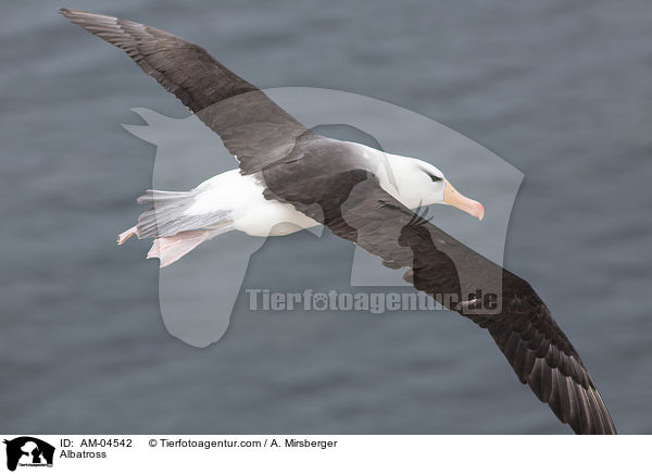Albatross / AM-04542
