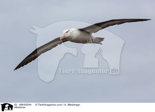 Albatross / AM-04544