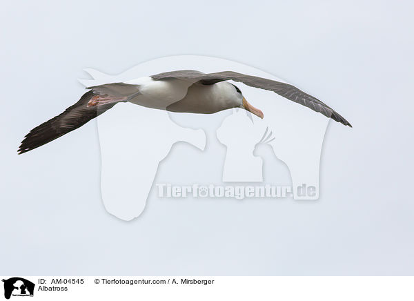 Albatross / AM-04545