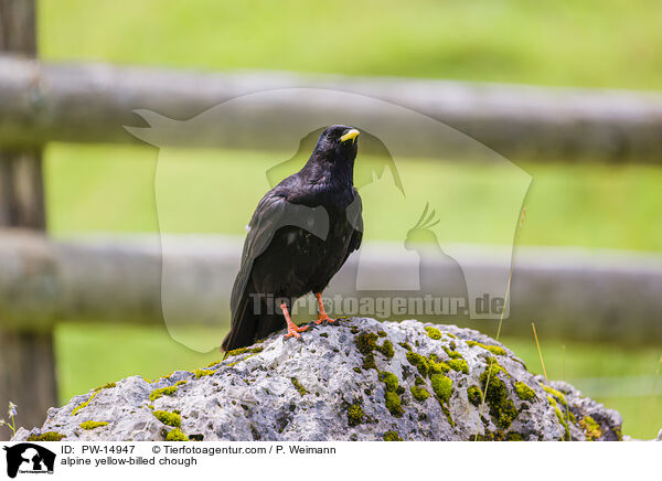 Alpendohle / alpine yellow-billed chough / PW-14947