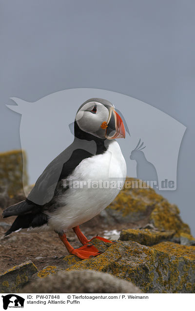 standing Altlantic Puffin / PW-07848