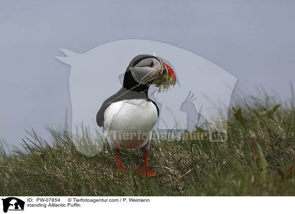 standing Altlantic Puffin / PW-07854
