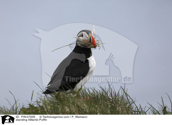 standing Altlantic Puffin / PW-07856