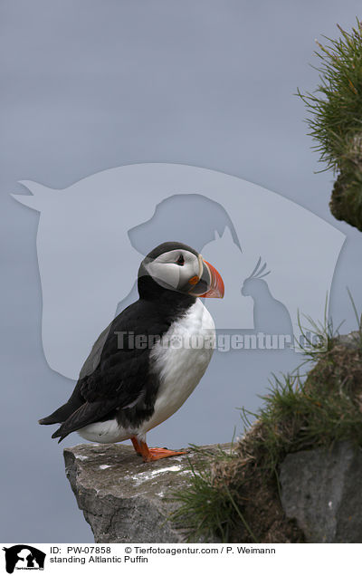 standing Altlantic Puffin / PW-07858