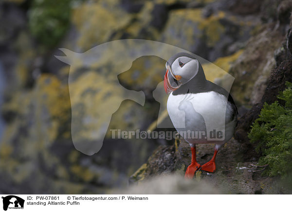 standing Altlantic Puffin / PW-07861
