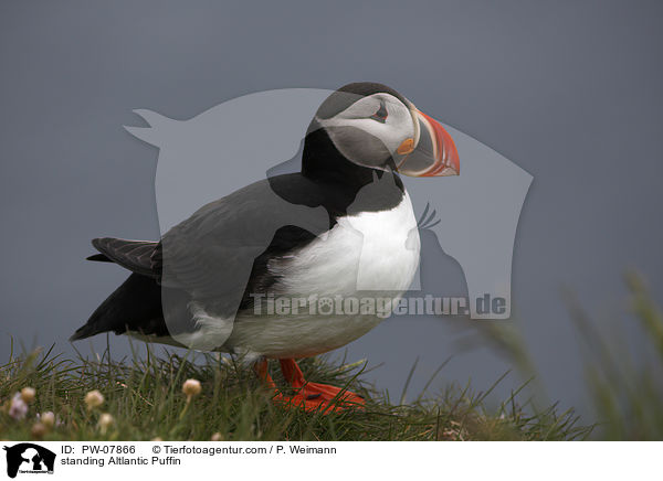 standing Altlantic Puffin / PW-07866