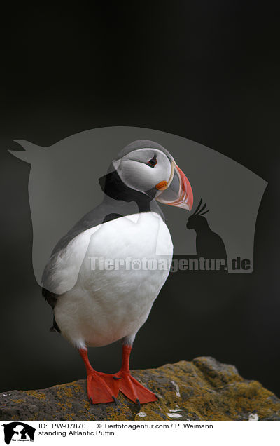 standing Altlantic Puffin / PW-07870