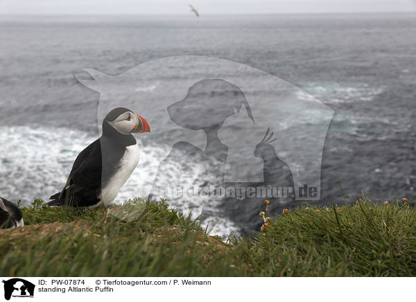 standing Altlantic Puffin / PW-07874