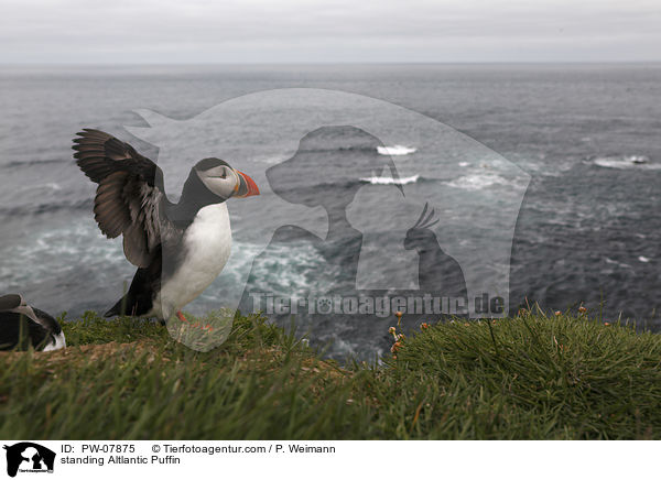 standing Altlantic Puffin / PW-07875