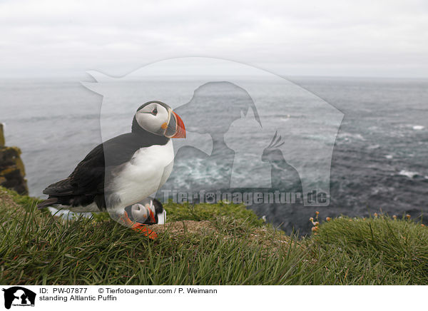 standing Altlantic Puffin / PW-07877