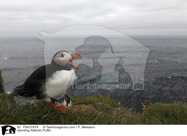 standing Altlantic Puffin / PW-07878