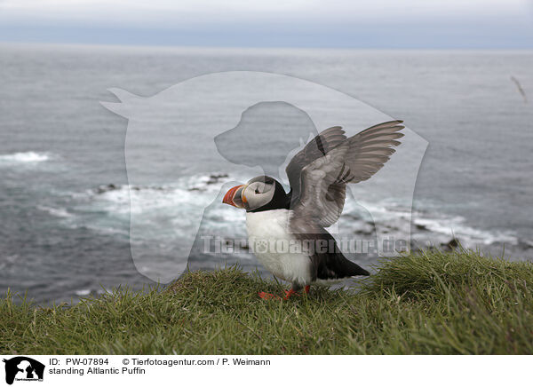 standing Altlantic Puffin / PW-07894