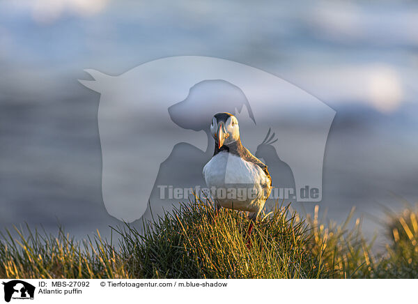 Atlantic puffin / MBS-27092