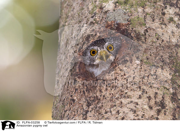 Amazonas-Zwergkauz / Amazonian pygmy owl / FLPA-03258