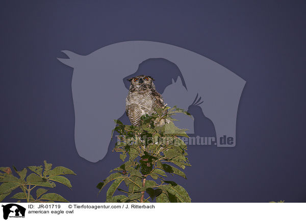 Amerikanischer Uhu / american eagle owl / JR-01719