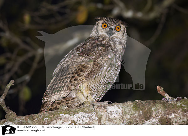 Amerikanischer Uhu / american eagle owl / JR-01722