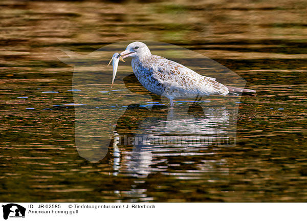 Amerikanische Silbermwe / American herring gull / JR-02585