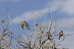 American mourning doves