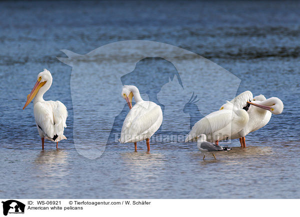 Nashornpelikane / American white pelicans / WS-06921