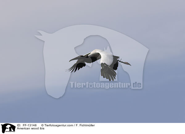 American wood ibis / FF-13148