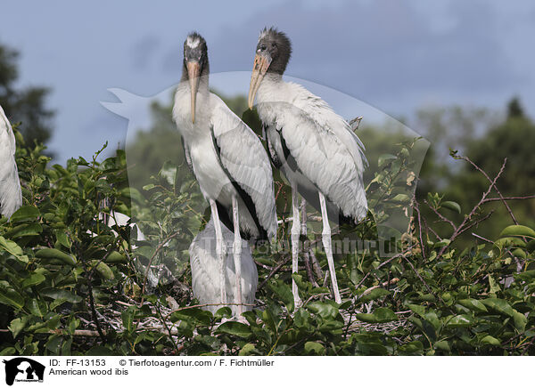 American wood ibis / FF-13153