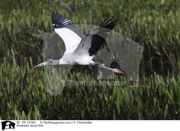 American wood ibis / FF-13160