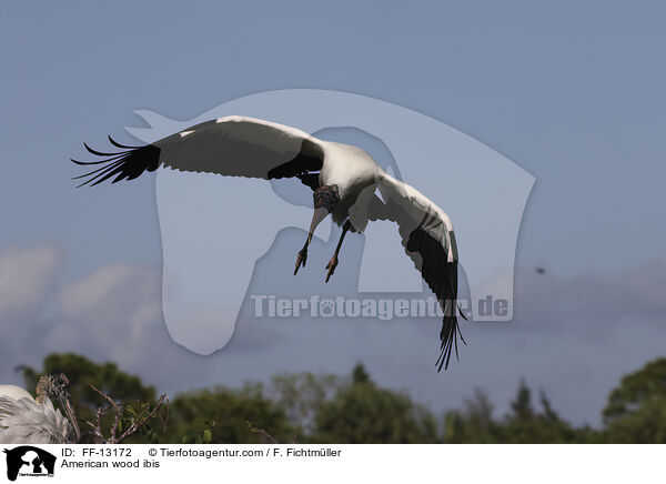 American wood ibis / FF-13172