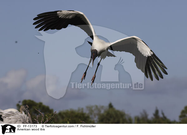 American wood ibis / FF-13173