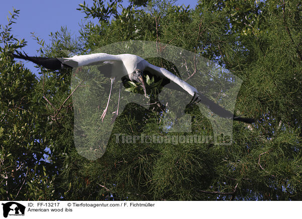 Amerikanischer Waldstorch / American wood ibis / FF-13217
