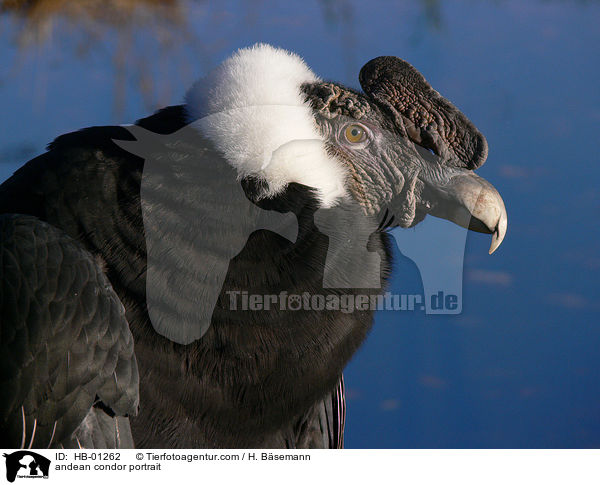 Andenkondor im Portrait / andean condor portrait / HB-01262