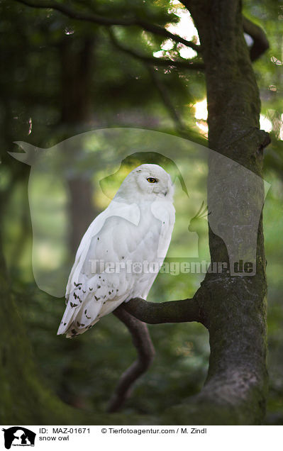 snow owl / MAZ-01671