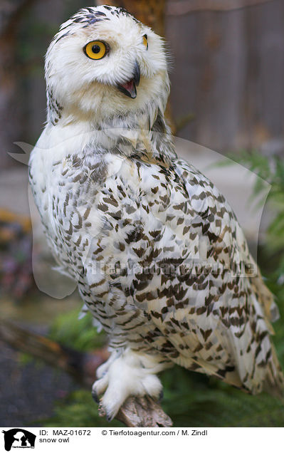 snow owl / MAZ-01672