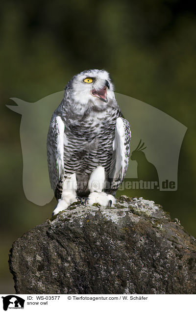 snow owl / WS-03577