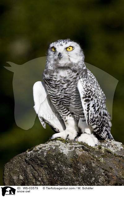 snow owl / WS-03579