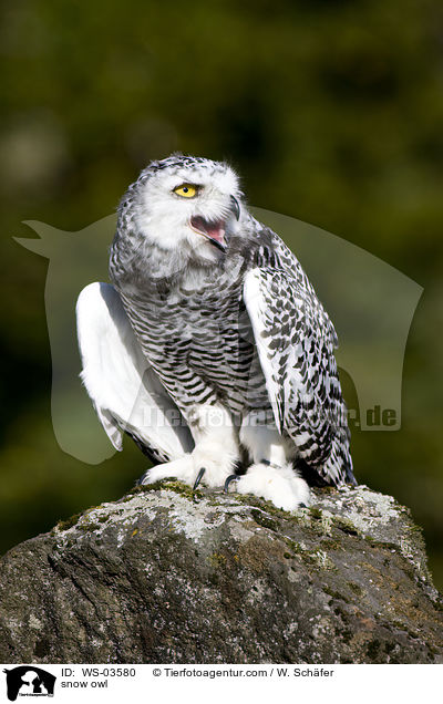 snow owl / WS-03580