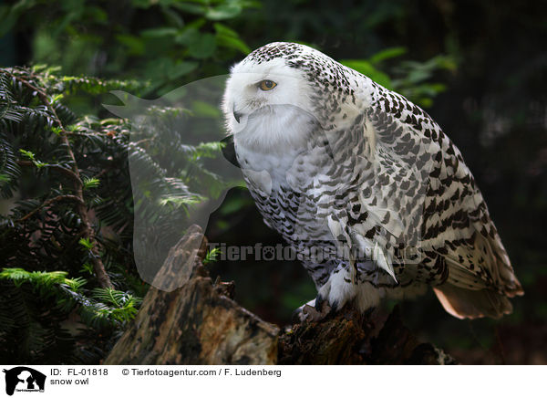 snow owl / FL-01818