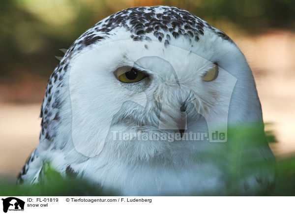 snow owl / FL-01819