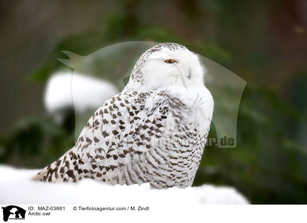 Arctic owl / MAZ-03661