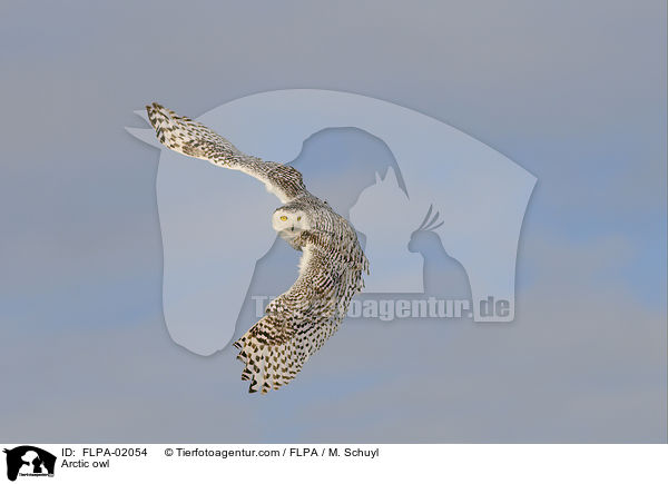 Arctic owl / FLPA-02054