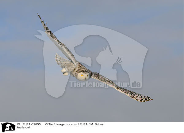 Arctic owl / FLPA-02055